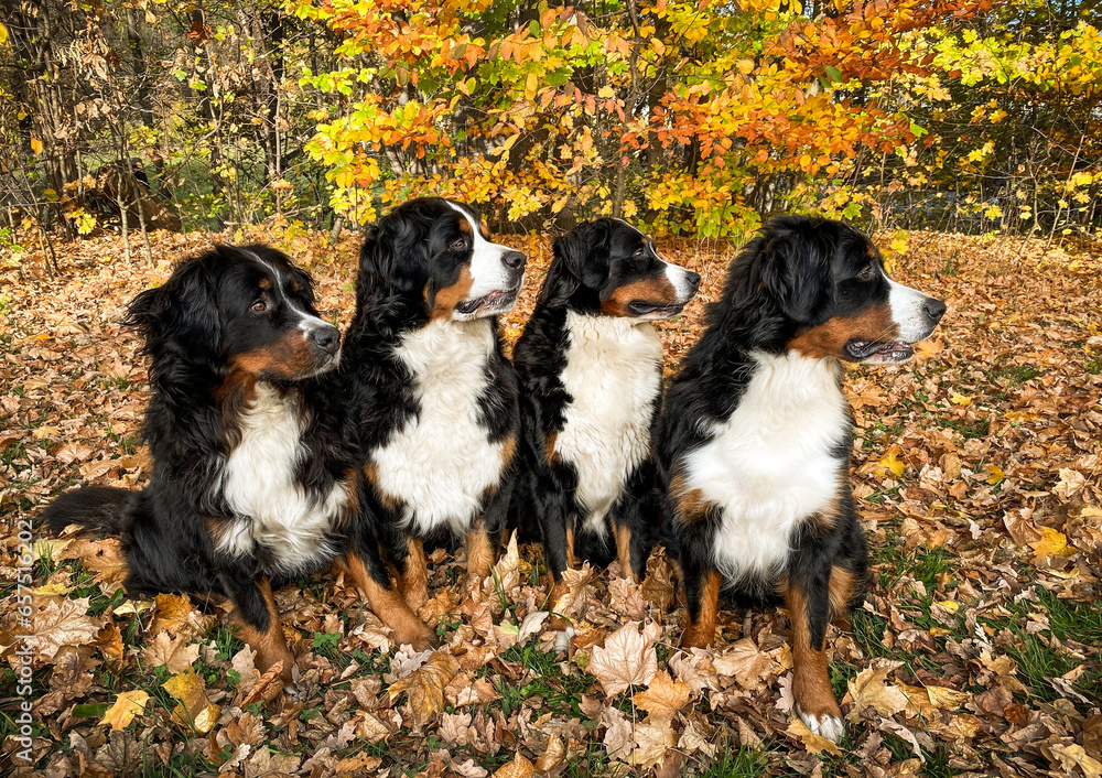 Bernese Mountain dogs sitting in the autumn leaves in the garden.