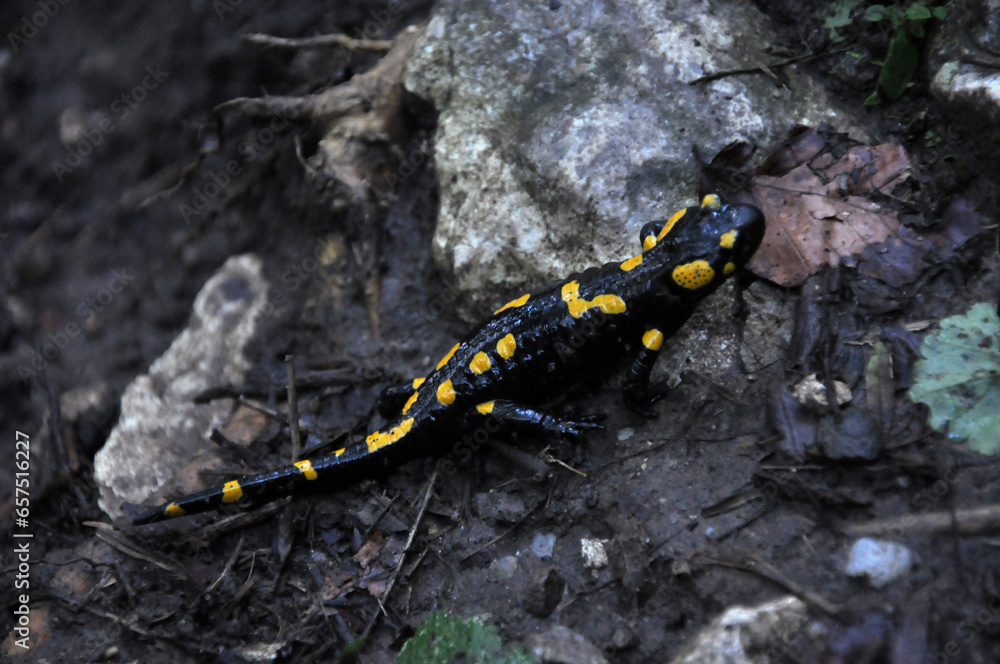 Salamander amphibian in the forest Salamander amphibian in the forest