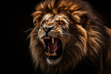 male lion king growling predator on a dark background