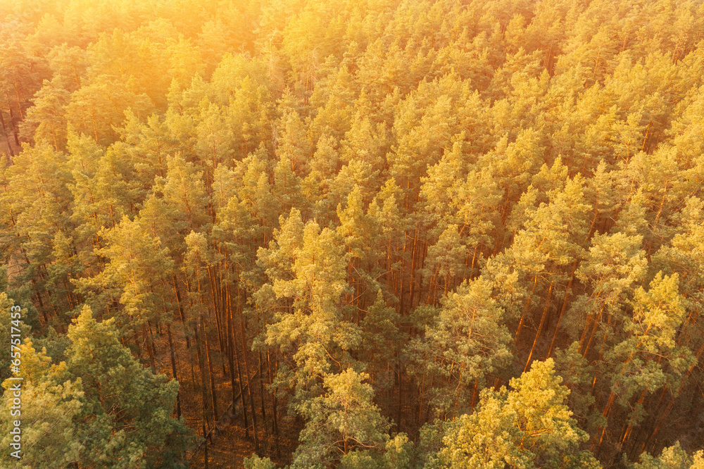 Aerial View Of Pine Forest. Elevated View Of Woods Forest Landscape During Sunset In Autumn Evening. Flight Above Fall Autumn Forest During Beautiful Sunset Evening. Copy Space.