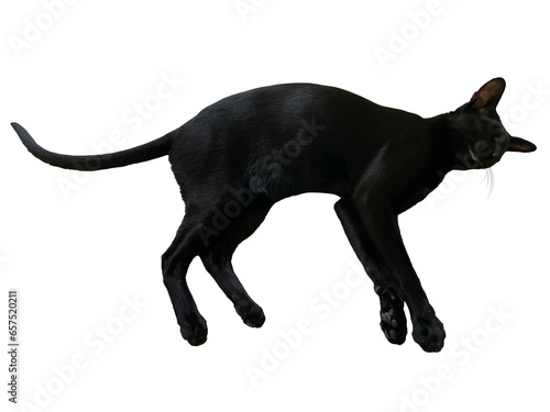 Black oriental cat with long black tail lying isolated on white background