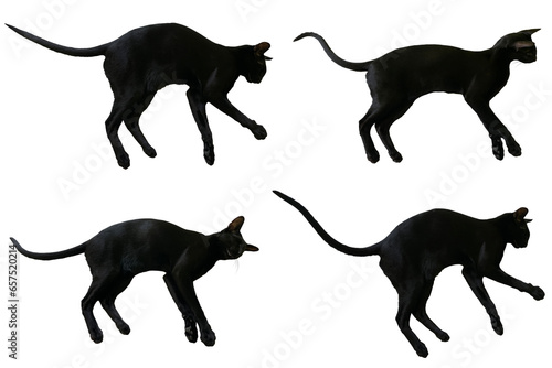 Black oriental cat set collection with long black tail lying isolated on white background