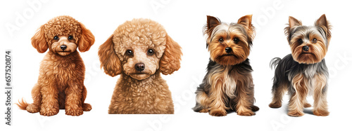 Poodle and yorkshire terrier dog, sitting and standing. Isolated on transparent background