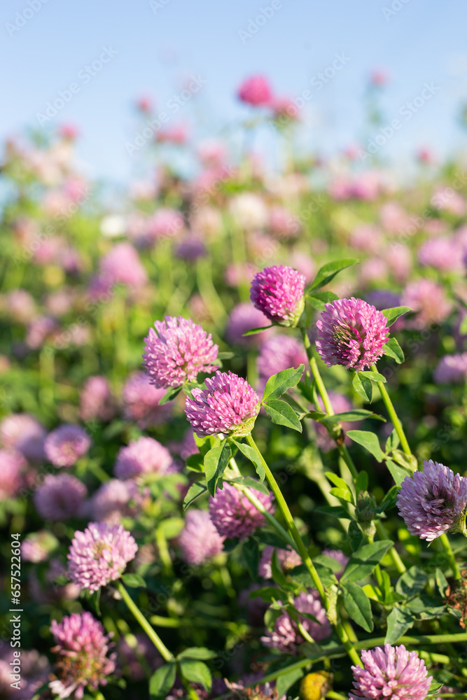 Pink clover flowers close-up in green foliage in sunlight against a blue sky background. Close-up of red clover flowers in a meadow. Background of pink wildflowers. Pink clover flowers close-up in green foliage in sunlight against a blue sky background. Close-up of red clover flowers in a meadow. Background of pink wildflowers.