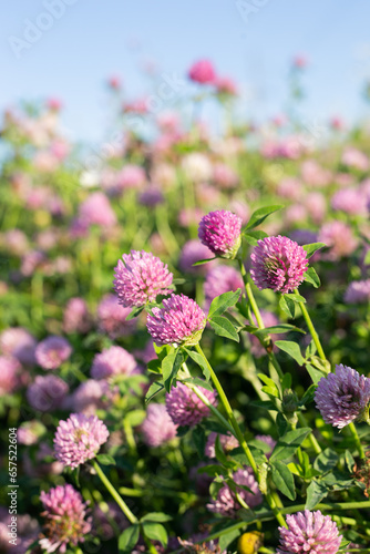 Pink clover flowers close-up in green foliage in sunlight against a blue sky background. Close-up of red clover flowers in a meadow. Background of pink wildflowers.
