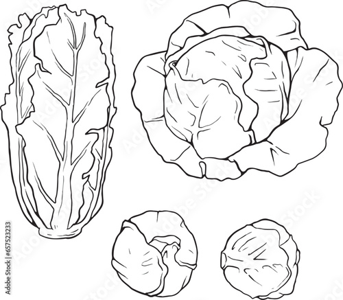 Vector cabbage isolated on a white background. Hand drawn sketch style cabbages set. Isolated vegetable engraved style objects. black line vector