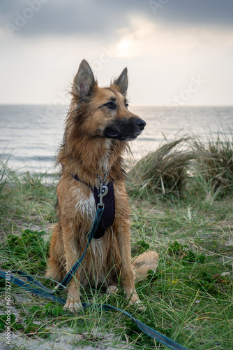 Chien croisé sortant d'une baignade dans la mer