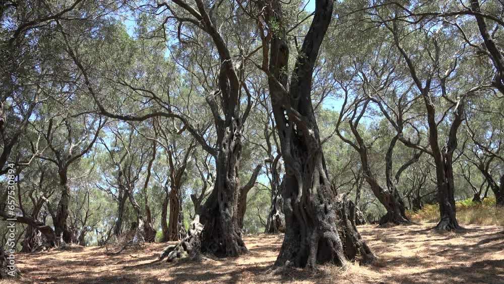 Olive Tree Orchard, Oil Farm, Harvest in Greece, Countryside Culture View Olive Tree Orchard, Oil Farm, Harvest in Greece, Countryside Culture View