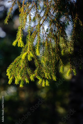 green spurce fir tree branches in natural light closeup view