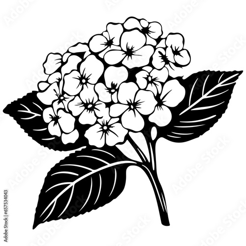 Hydrangea flower, black and white flower hydrangea isolated, handdrawn floral elements for design.