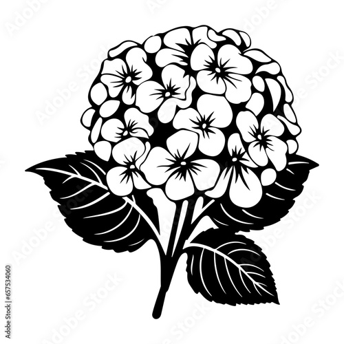 Hydrangea flower, black and white flower hydrangea isolated, handdrawn floral elements for design.