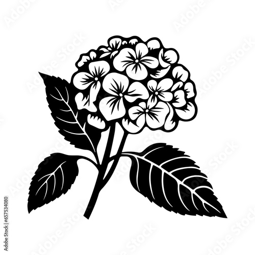 Hydrangea flower, black and white flower hydrangea isolated, handdrawn floral elements for design.