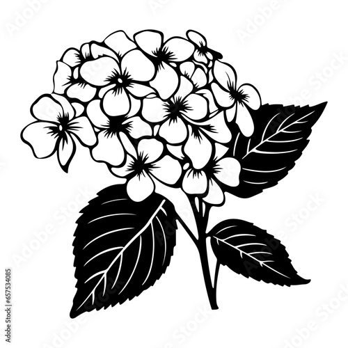 Hydrangea flower  black and white flower hydrangea isolated  handdrawn floral elements for design.