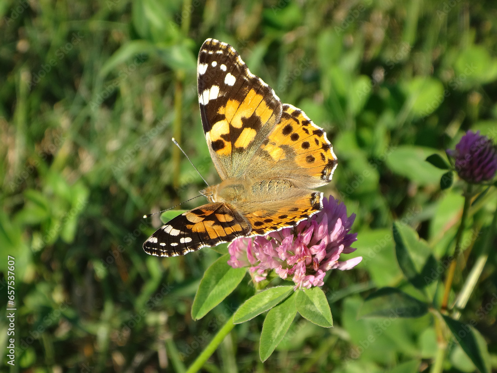 Obraz premium Painted lady (Vanessa cardui) butterfly feeding on red clover