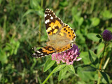 Painted lady (Vanessa cardui) butterfly feeding on red clover