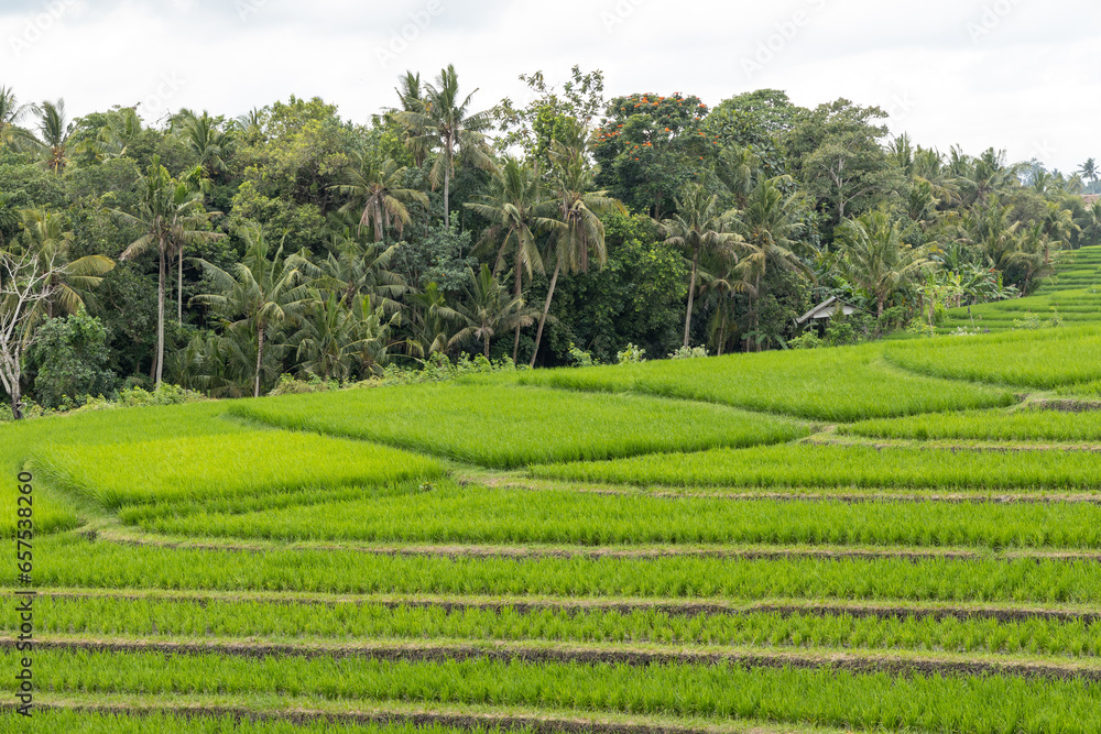 Rice paddies and forests in Bali