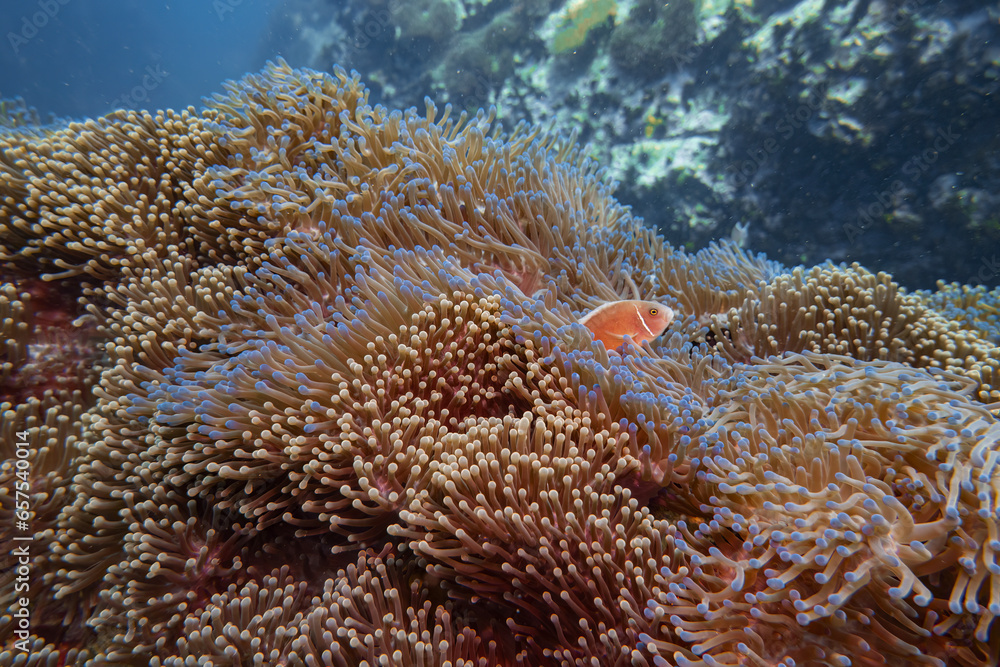 Obraz premium Pink Anemone Fish swim and stay at coral and sea anemone in deep blue sea underwater and colurful coral landscape with reef and blue water background