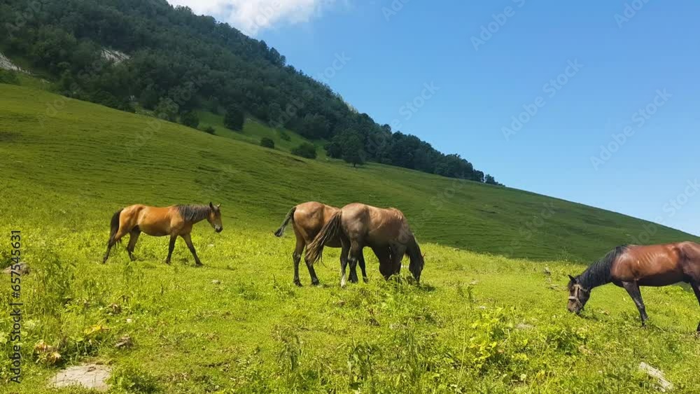 Horses in Idyllic Green Mountain Landscape of Central Asia on Sunny Summer Day Horses in Idyllic Green Mountain Landscape of Central Asia on Sunny Summer Day