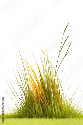 Isolated wild green grass bush on white background. Fresh organic nature concept.