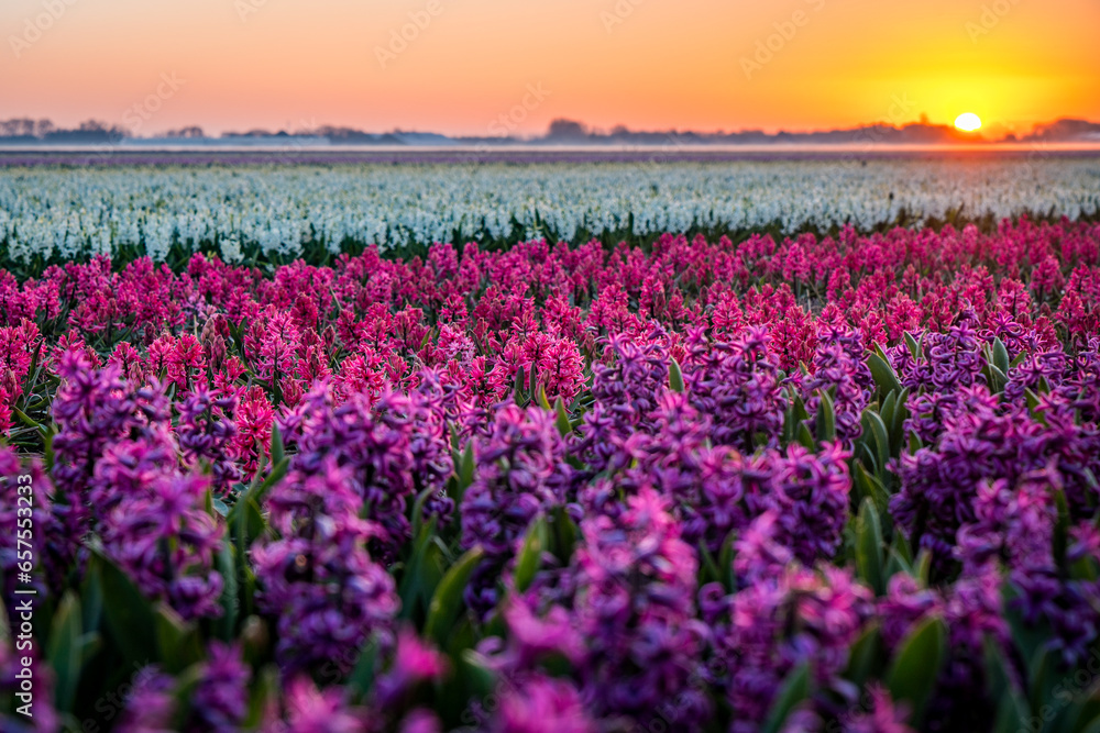 field of red and purple hyacinths in the netherlands