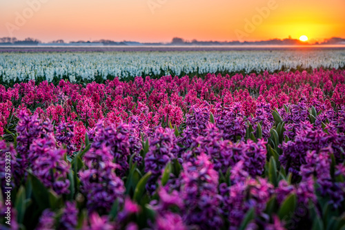 Fototapeta Naklejka Na Ścianę i Meble -  field of red and purple hyacinths in the netherlands
