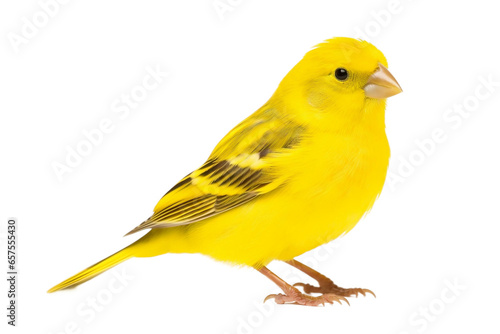Bright Yellow Canary Bird Isolated on Transparent Background