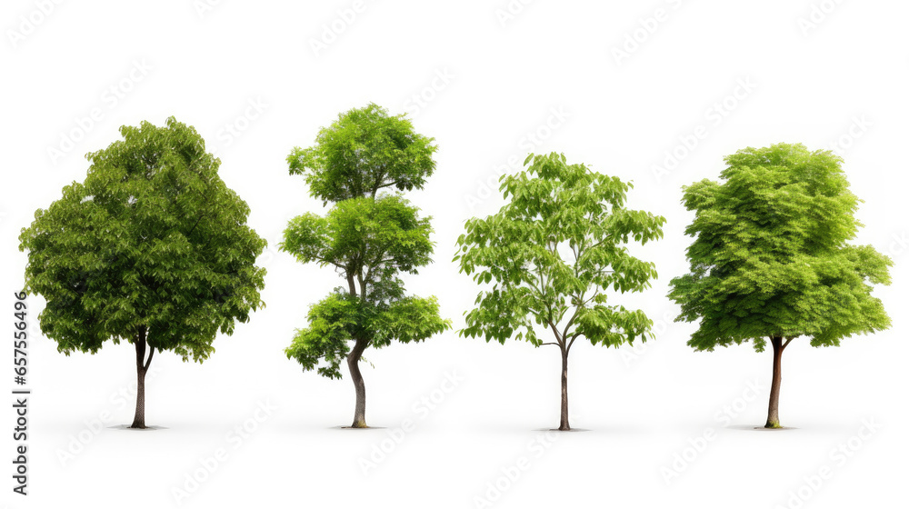 ollection of Isolated Trees on white background , A beautiful trees from Thailand , Suitable for use in architectural design , Decoration work , Used with natural articles both on print and website. ollection of Isolated Trees on white background , A beautiful trees from Thailand , Suitable for use in architectural design , Decoration work , Used with natural articles both on print and website.