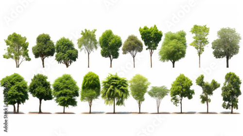 ollection of Isolated Trees on white background , A beautiful trees from Thailand , Suitable for use in architectural design , Decoration work , Used with natural articles both on print and website.