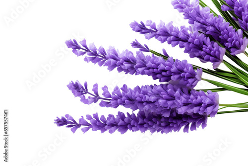 English Lavender Design Element Isolated on Transparent Background