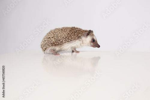 African hedgehog on a white background. Atelerix