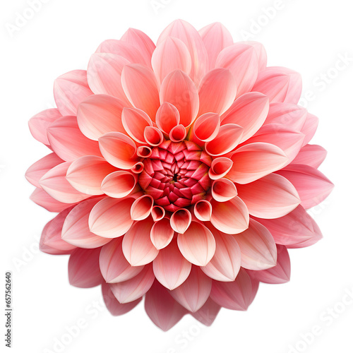 Dahlia realistic isolated on clean white backgound
