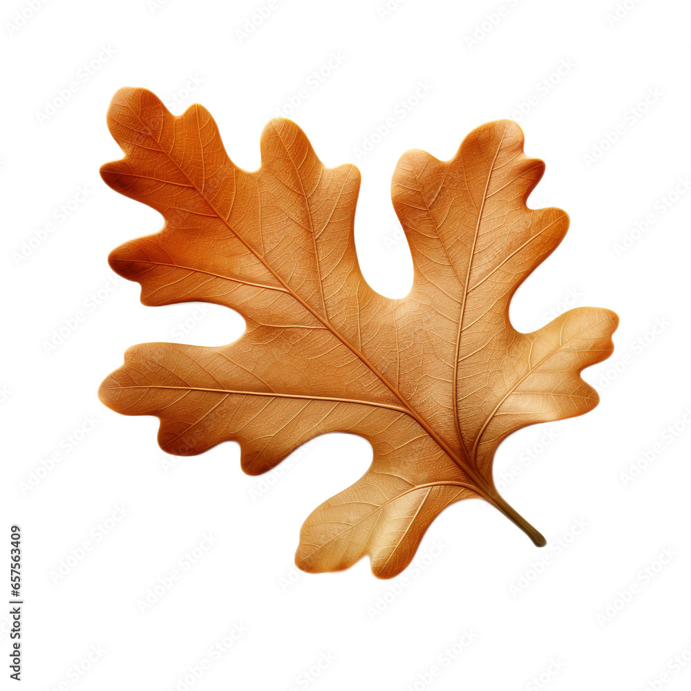 Fototapeta premium Oak Leaf isolated on clean white backgound
