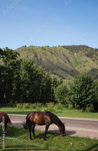 A grazing horse on the Chuysky tract. Altai Republic, Russia