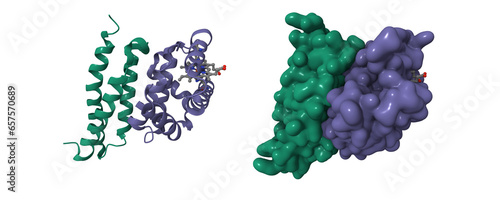 Crystal structure of oxidized alpha hemoglobin (green) bound to alpha-haemoglobin-stabilizing protein. 3D cartoon and Gaussian surface models, chain id color scheme, PDB 1z8u