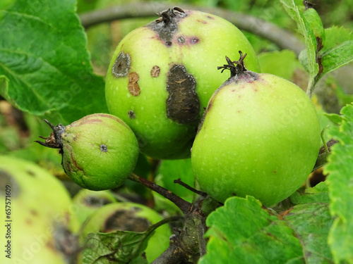 Spoiled apple fruits in orchard, Dothideales on apple tree, crop loss close-up photo