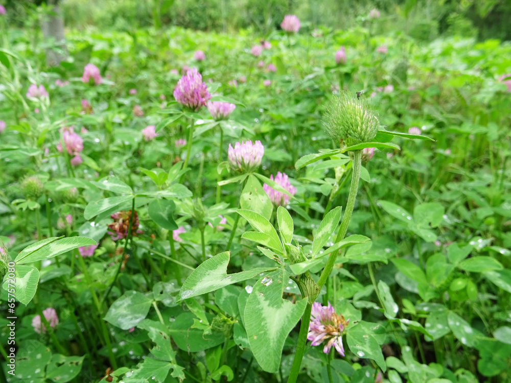 Blooming clover in natural conditions, close-up, growing for fodder, pink flower Blooming clover in natural conditions, close-up, growing for fodder, pink flower