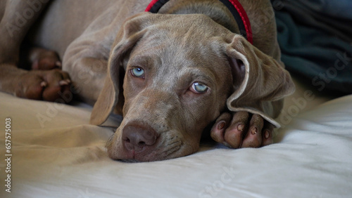 Close-up of a weimaraner puppy with wide open blue eyes.