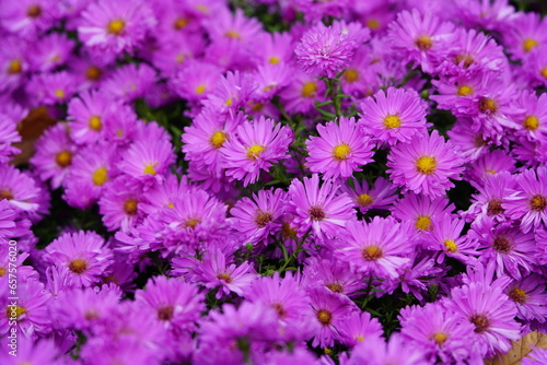 Aster dumosus  Kassel  Asteraceae family  the flowers are heavily visited by bees  bumblebees and hoverflies.