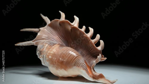 Millipede Spider Conch (Lambis millepeda) shell rotating slowly against a black background. photo