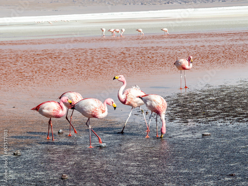 Pink flamingos in wild nature of Bolivia, Eduardo Avaroa National Park photo