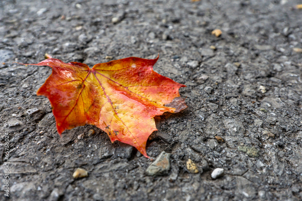 Herbstblatt auf Asphalt. Herbstlaub mit Tau. Herbstblatt auf Asphalt. Herbstlaub mit Tau.