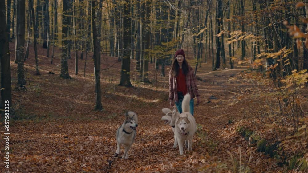 young cheerful female training and playing with three fluffy and cute husky dogs in autumn park. Friendship with animals concept young cheerful female training and playing with three fluffy and cute husky dogs in autumn park. Friendship with animals concept