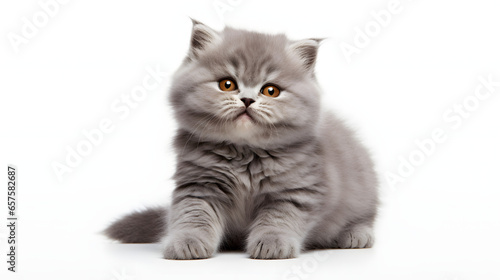 Cat kitty smile, playing in the park, on white background, Generative ai illustration.	
