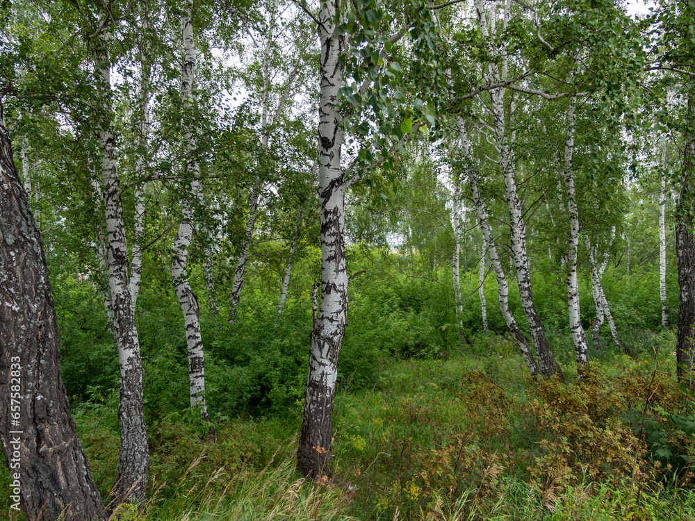 Obraz premium Crown of trees with a bright day of sun and rays