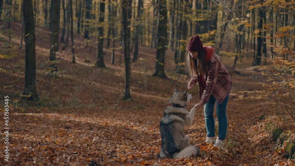 young cheerful female training and playing with her fluffy and cute husky dog in autumn park. Friendship with animals concept young cheerful female training and playing with her fluffy and cute husky dog in autumn park. Friendship with animals concept