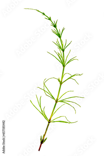 Cutting horsetail plants isolated islate on white background