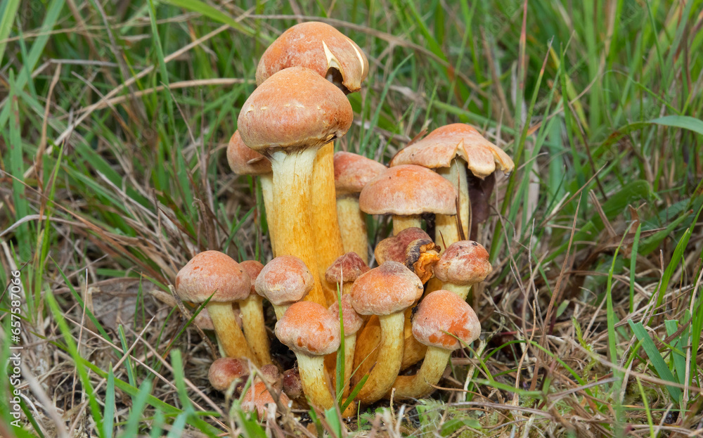 Fototapeta premium Group of Sulphur tuft mushrooms growing among grass