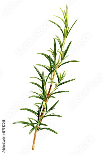 Rosemary Leaf Herbal is Spices Isolated over White Background, Fresh Rosemary Herb for cooking and medicine isolated on a white background