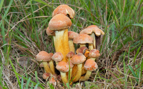 Group of Sulphur tuft mushrooms growing among grass