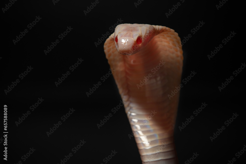 Fototapeta premium close up of standing albino javan spitting cobra, naja sputatrix, solid black background